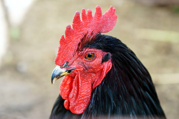 black rooster with bright red comb