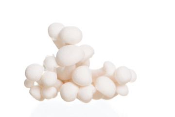 White beech mushrooms or Shimeji mushroom on white background