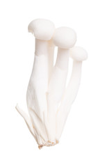 White beech mushrooms or Shimeji mushroom on white background
