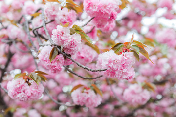 Sakura. Cherry blossoms japan. Pink spring blossom background.