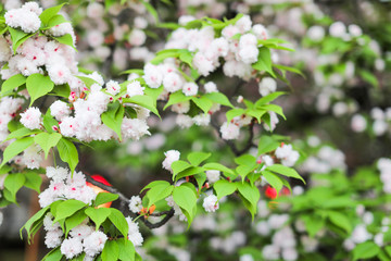 Sakura. Cherry blossoms japan. Pink spring blossom background.
