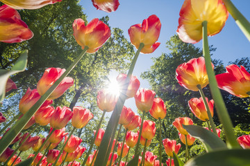 colorful tulips are in full bloom and directed towards the sun with their beautiful colors against...