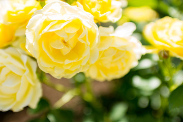 薔薇（ゴールデンボーダー）