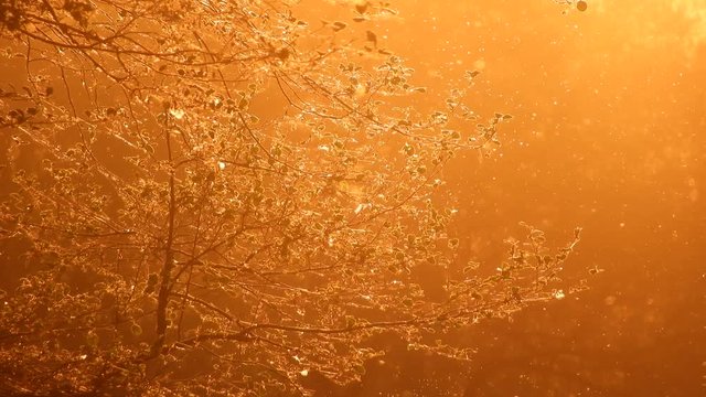 Bugs Fying Around With Trees On Brackground At Sunset