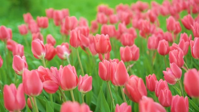 Tulips blossomed. Fresh flowers tulips swaying in the wind. A large number of tulips with pink buds create a pink field