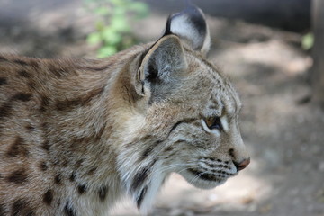 Profil eines Luchses