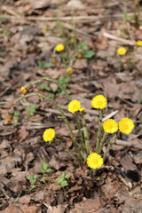 mother-and-stepmother (Tussilago) - spring flowering plants of the family Astrological, or Complex
