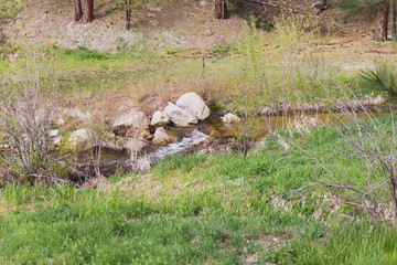 Stream or Creek in Wild Forest Area