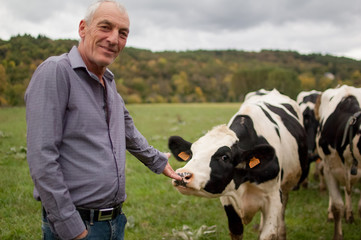 Handsome Senior Farmer Giving Green Grass to His Black and White Cow in the Countryside in France...