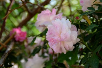 Fototapeta na wymiar particolare di fiore di rosa canina selvatica