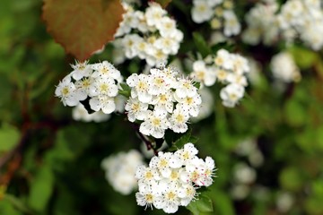 reichtum der natur