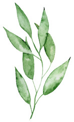 Watercolor green leaves and brunches Greenery herb hand rawn illustration