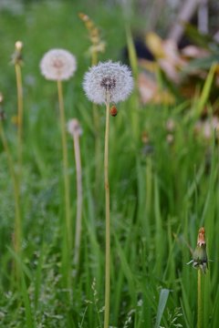 capolini con semi volanti di Tarassaco in un prato