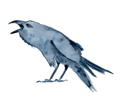 Watercolor black crow, raven, bird, Halloween hand drawn illustration