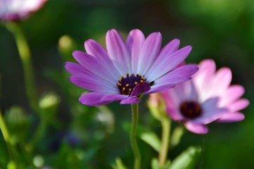 Obraz premium particolare di fiori di Dimorphoteca rosa