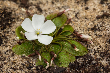 Drosera australienne en fleur