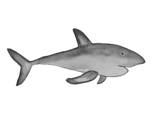 Watercolor Gray Shark fish illustration reef ocean fish on white background