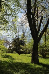 landscape of trees and scenic in park at spring