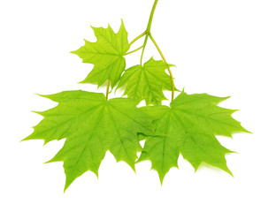 branch of a young maple