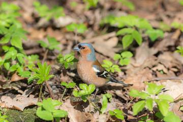 chaffinch in spring