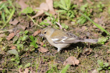 chaffinch on the ground closeup