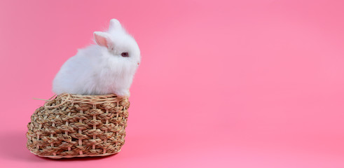 White fluffy rabbit and red eye sitting in basket weave on pink background with copy space for text