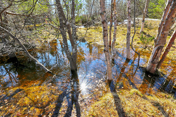Spring flood on the swamp with birches and the sun reflected in the water 