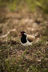 The Red-wattled Lapwing.