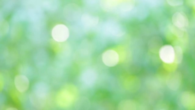 Beautiful blurry spring or summer  foliage background with delicate circle bokeh of leaves. Real time full hd video footage.