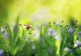 natural background with may beetle flying wide straightening wings blooming spring meadow on Sunny bright day