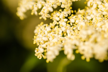 Elderflower or Sambucus nigra in full bloom in spring. 