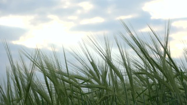 Getreidefeld mit gerste vor bew&ouml;lktem Abendhi,mmel, Landwirtschaft, 4K