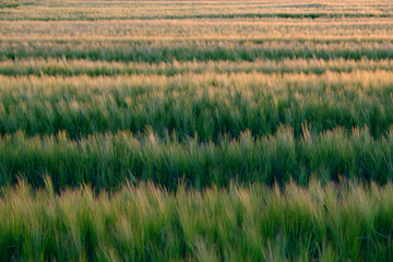 Field of grain