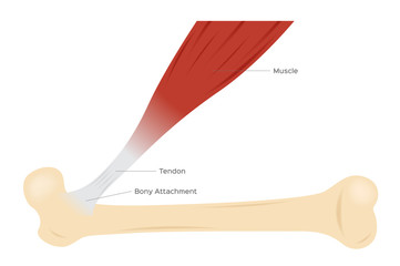 tendon muscle and bone anatomy vector - obrazy, fototapety, plakaty