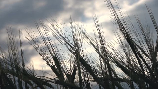 Gerstenfeld vor bew&ouml;lktem Himmel, Landwirtschaft, 4K