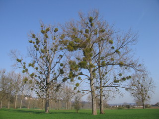 Obraz premium Misteln an kahlen Bäumen.