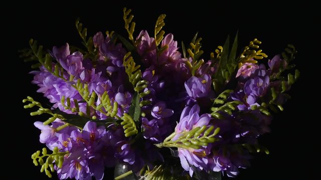 Purple flowering hoary stock or Matthiola incana Figaro Lavender blooms in a vase against a black background