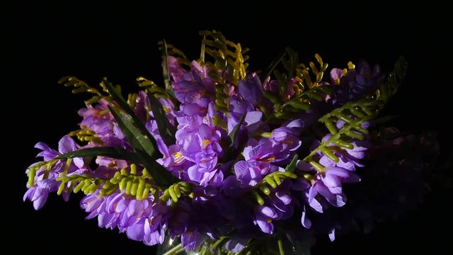 Purple flowering hoary stock or Matthiola incana Figaro Lavender blooms in a vase against a black background
