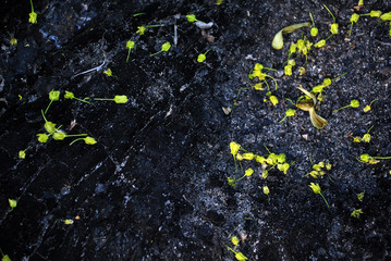 Silver Maple flowers on black burned surface background