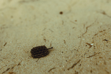 A cone of Indian coniferous trees: fir or pine, fell on silvery sand.