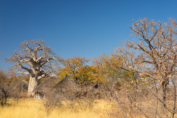 Fototapeta premium Baobab plant and moon in the african savannah with clear blue sky. Botswana, one of the most attractive travel destination in Africa.