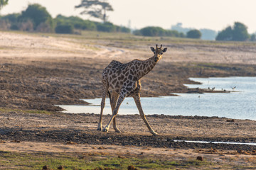 Giraffe walking in the bush on the desert pan. Wildlife Safari in the Etosha National Park, the main travel destination in Namibia, Africa. Profile view.