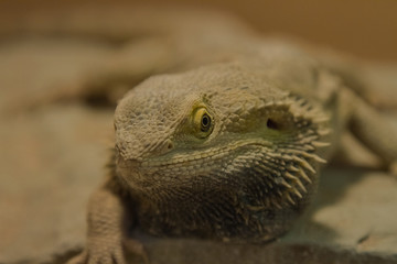 Closeup portrait of a Bearded Dragon