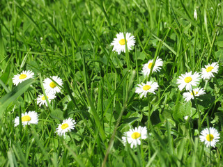 Chamomile flowers in the green grass. Beautiful summer background with daisies