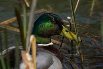 Closeup of a Male Mallard duck in the reeds