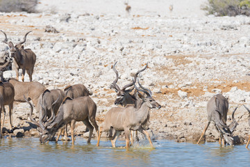 Herd of Kudu drinking from Okaukuejo waterhole. Wildlife Safari in the Etosha National Park, majestic travel destination in Namibia, Africa.