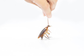 Hand holding Cockroaches on isolated white