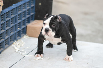 Black and white American Bully puppy standing