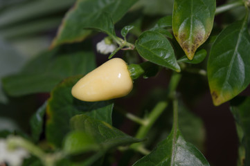 Habanero White chili pepper with pod ripening on plant