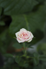 Pink miniature rose blooming among green foliage